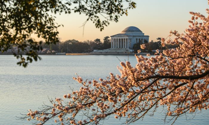 Washington cherry blossoms 510A2812 700x420 Hes4Yw