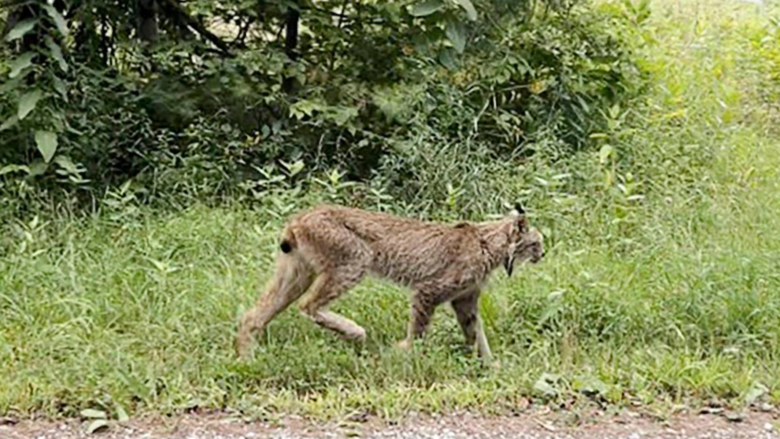 wirestory 497ee42e362559467eb7347af5dd444e 16x9 1600