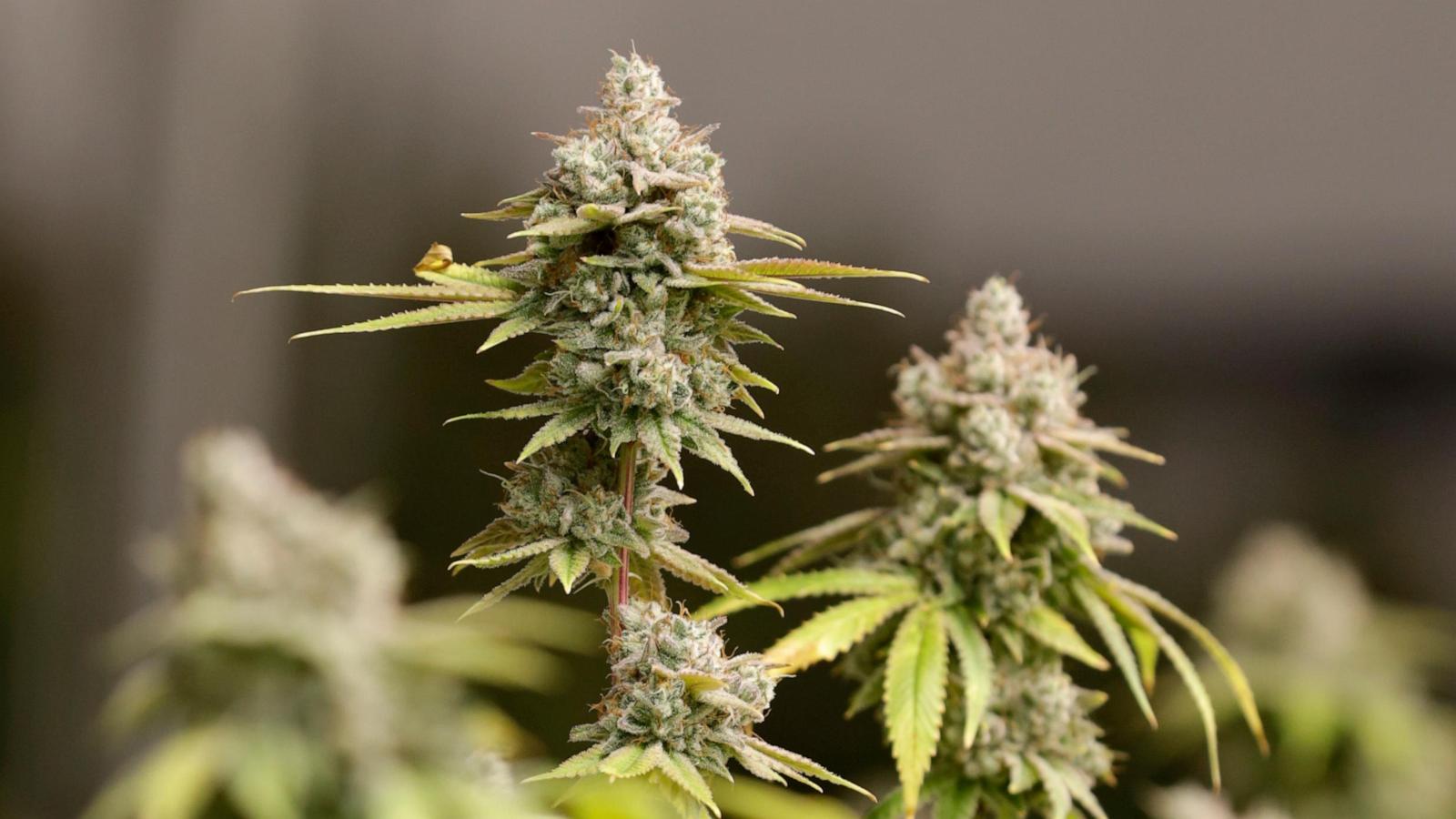 wirestory 97caae62c62f945d055dcec60391b2a1 16x9 1600 0qyeDh